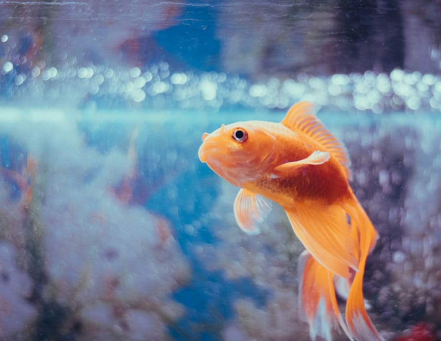 Podcasts und Goldfische