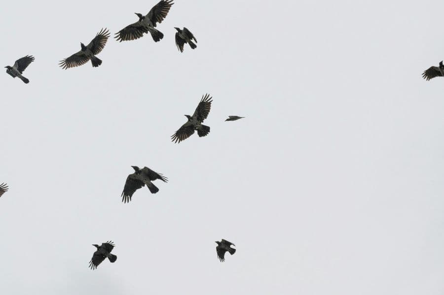 Die Krähen sind da