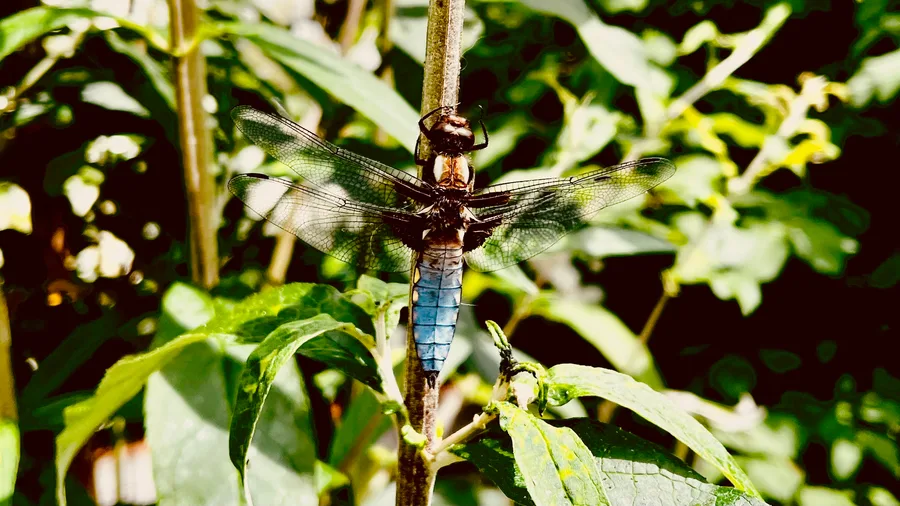 Libelle an Pflanze