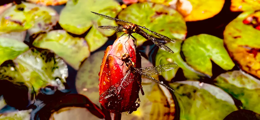 2 Libellen auf geschlossener Blüte einer Seerose