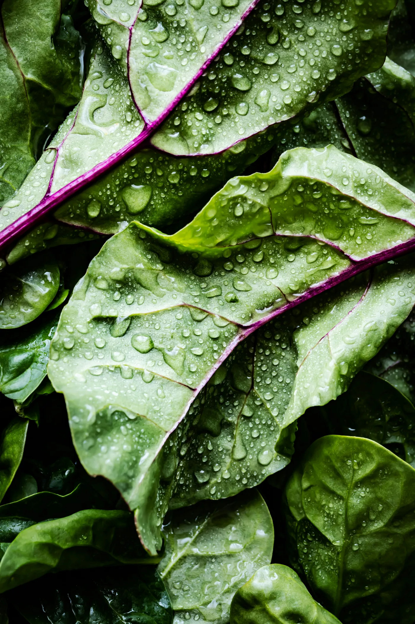 Grüner Salat