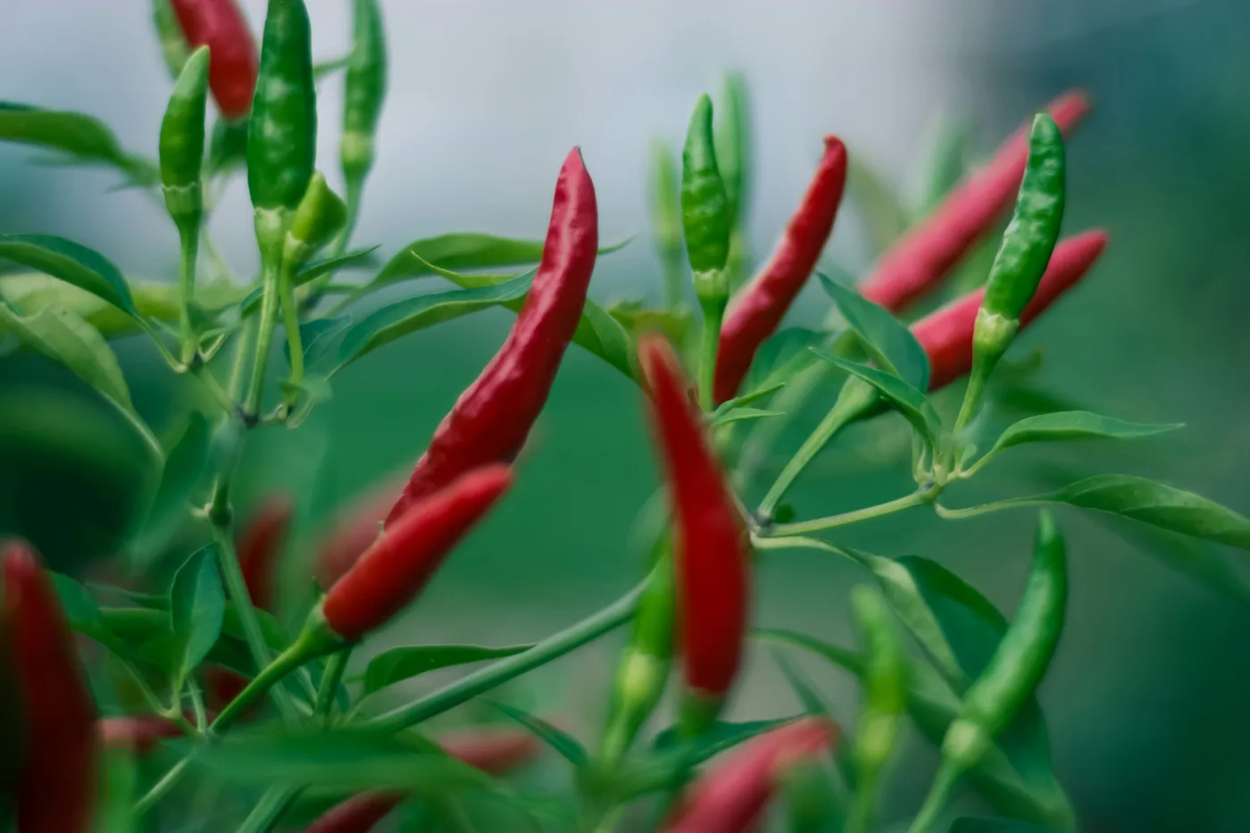 Chili